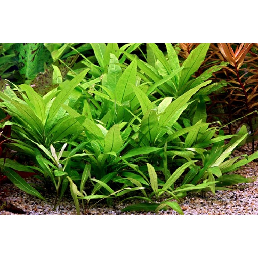 Hygrophila stricta SAKSI