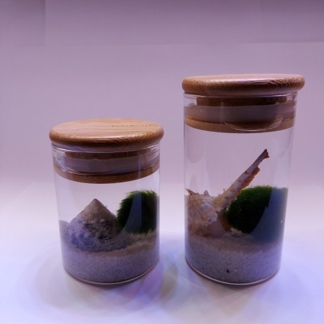 Finike Marimo Moss Ball