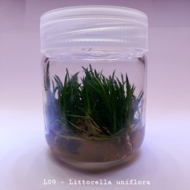 Littorella uniflora IN VITRO 200 CC DEV KAVANOZ