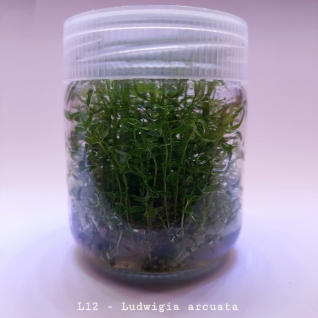 Ludwigia arcuata IN VITRO 200 CC DEV KAVANOZ