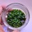 Ludwigia peruensis IN VITRO 200 CC DEV KAVANOZ
