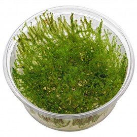 Leptodictyum riparium - Stringy moss PORSİYON