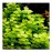 Lysimachia nummularia green ADET