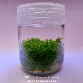 Micranthemum micranthemoides IN VITRO 200 CC DEV K..