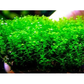Distichophyllum maibarae moss PORSİYON