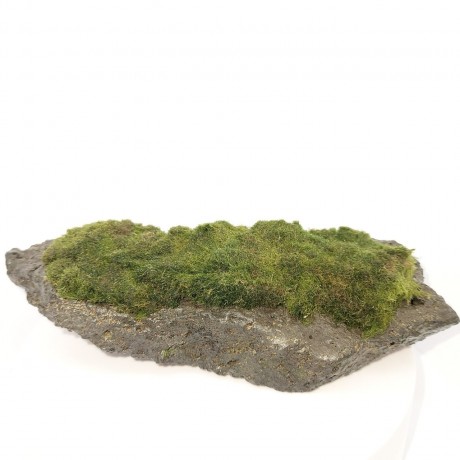Mossball on Rock - L Boy