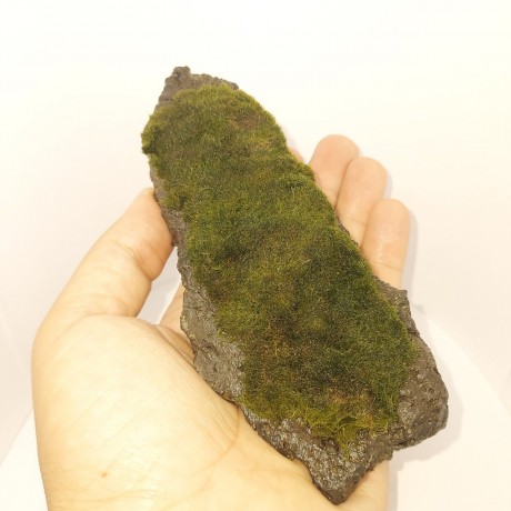 Mossball on Rock - L Boy