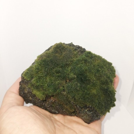 Mossball on Rock - L Boy