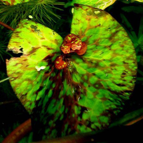 Nymphaea micrantha - tri colour