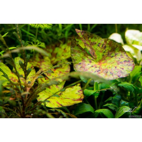 Nymphaea micrantha - tri colour