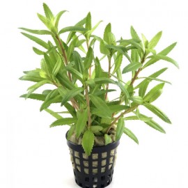 Proserpinaca palustris cuba SAKSI