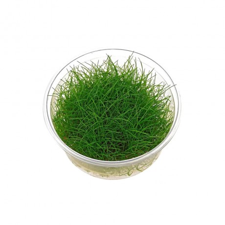 Eleocharis parvulus mini T/C CUP