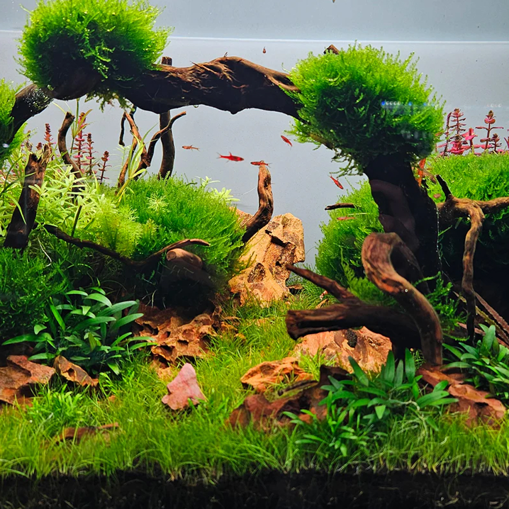 Eleocharis parvulus mini T/C CUP