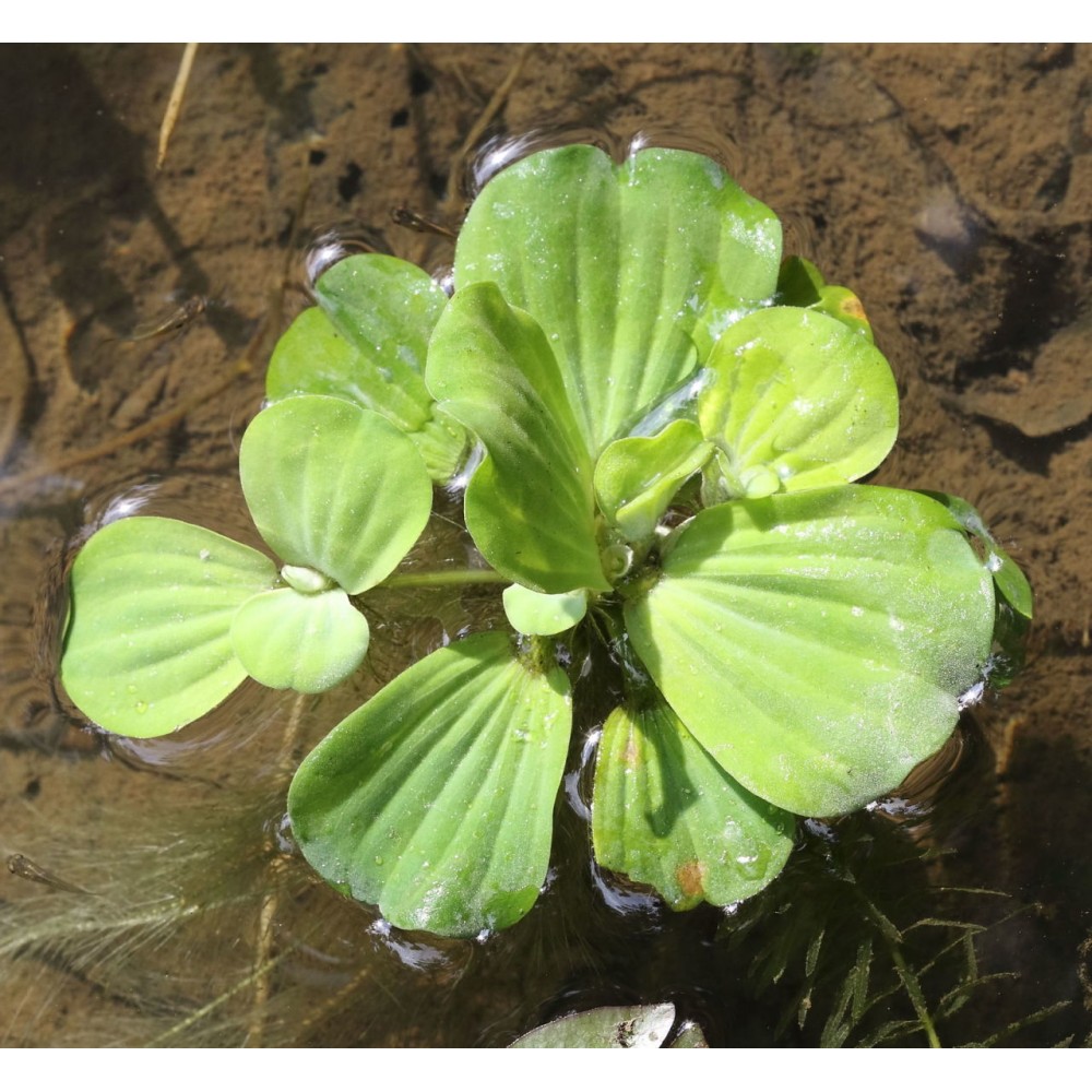 Pistia stratiotes (Su Marulu) - ADET