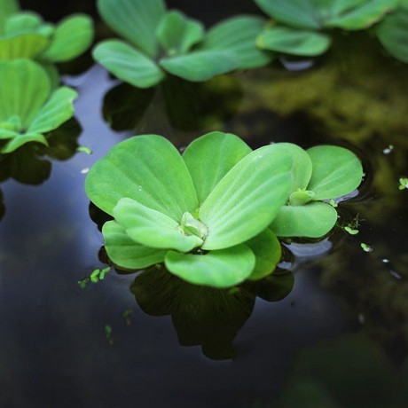 Pistia stratiotes (Su Marulu) - ADET