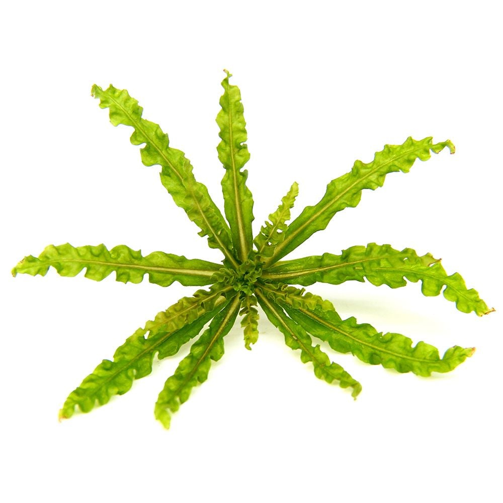 Pogostemon helferi T/C CUP