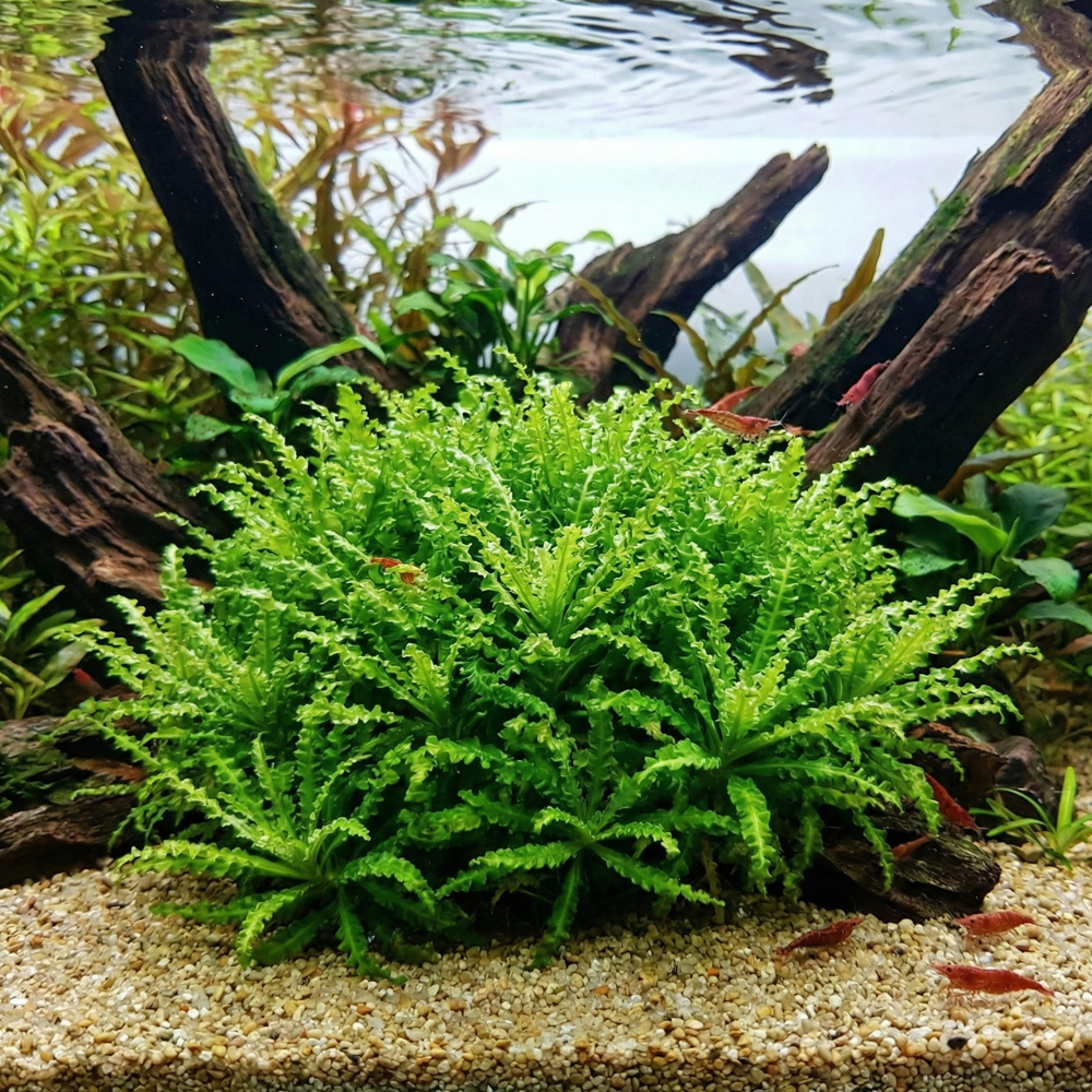 Pogostemon helferi T/C CUP