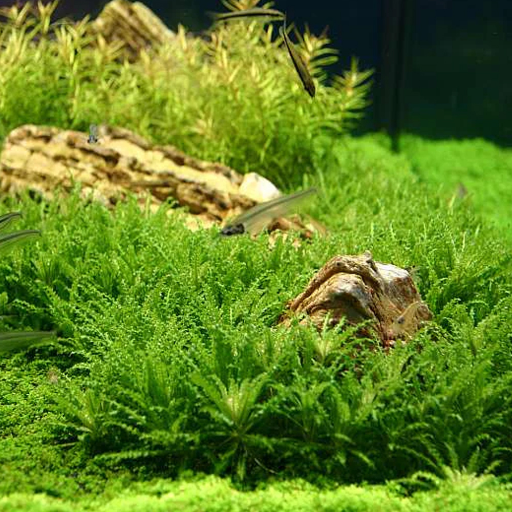 Pogostemon helferi T/C CUP