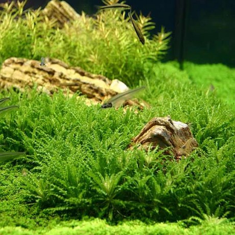 Pogostemon helferi T/C CUP