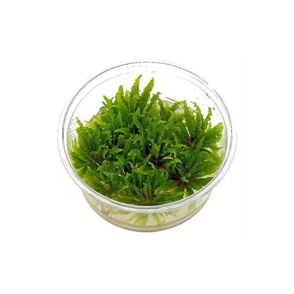 Pogostemon helferi T/C CUP