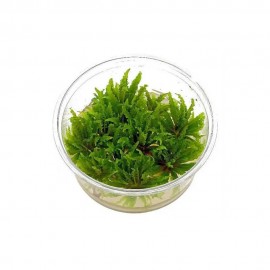 Pogostemon helferi T/C CUP