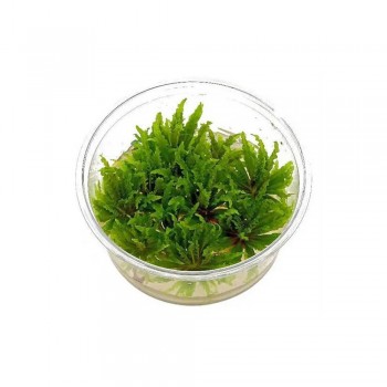 Pogostemon helferi T/C CUP