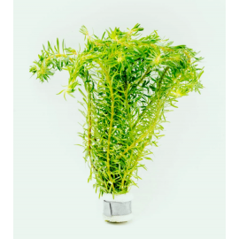 Rotala bossii TEK DAL