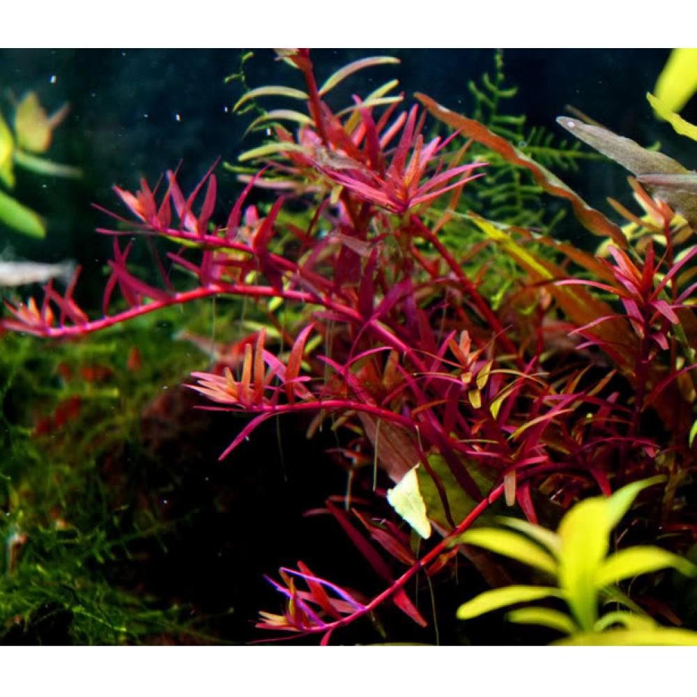 Rotala colorata SAKSI