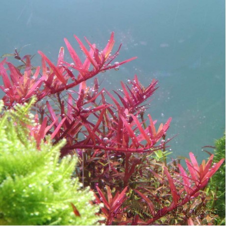 Rotala colorata SAKSI