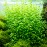 Rotala green ADET