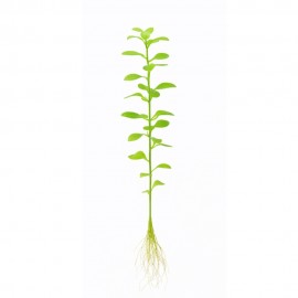 Rotala green ADET