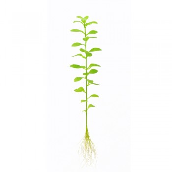 Rotala green ADET