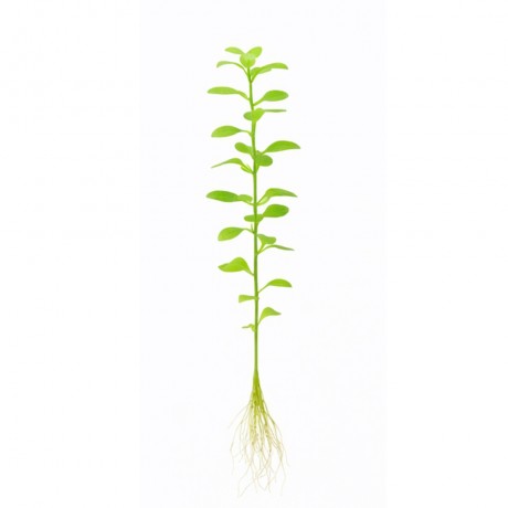 Rotala green SAKSI