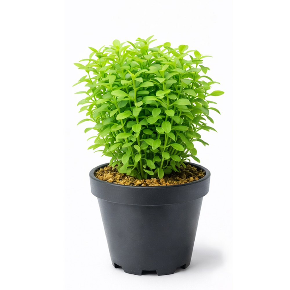 Rotala green ADET