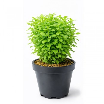 Rotala green SAKSI