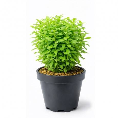 Rotala green SAKSI