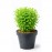 Rotala green ADET