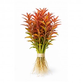 Rotala HRA DEMET