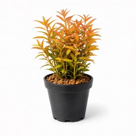 Rotala HRA SAKSI