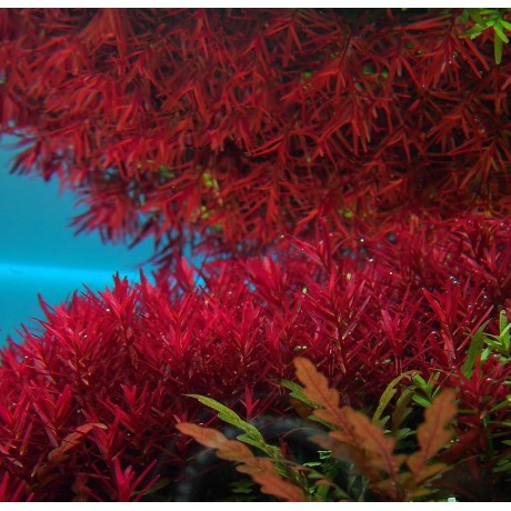 Rotala H'ra SAKSI