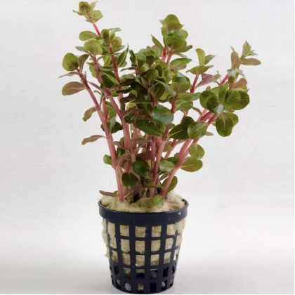 Rotala indica red SAKSI