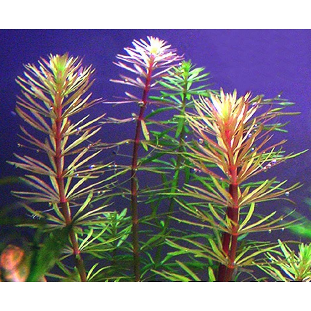 Rotala mexicana bangladesh SAKSI