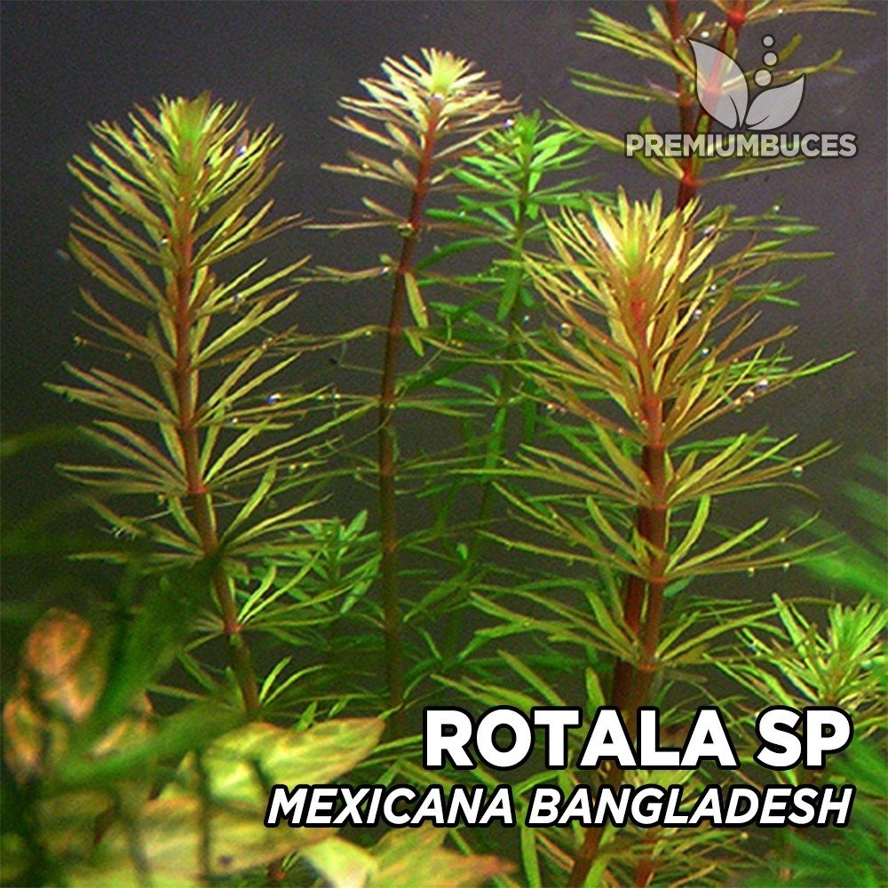 Rotala mexicana bangladesh SAKSI