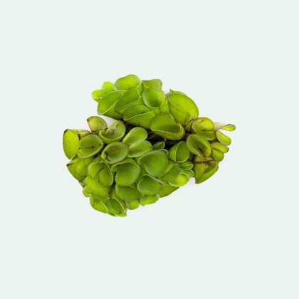 Salvinia minima PORSİYON