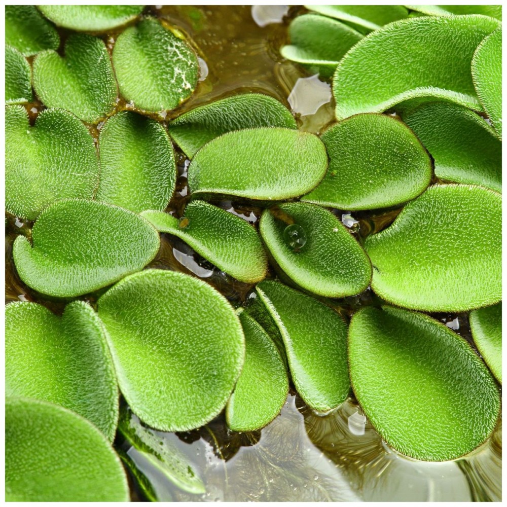 Salvinia auriculata PORSİYON