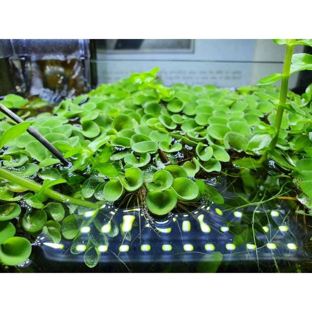 Salvinia auriculata PORSİYON