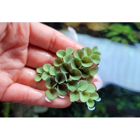 Salvinia cucullata PORSİYON