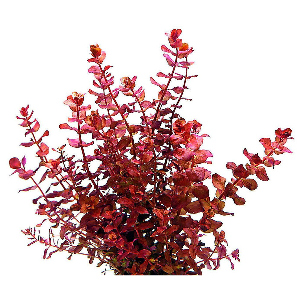 Rotala macrandra mini pink DEMET