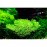 Riccia Fluitans PORSİYON