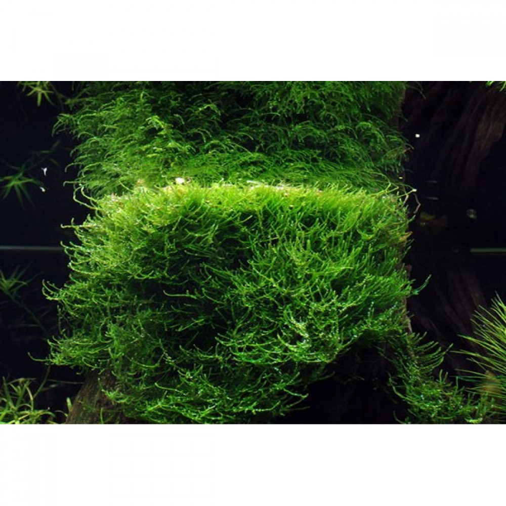 Taxiphyllum barbieri / java moss 5 gr